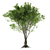 PolyTree: 5.2M Polys 3D model small image 1