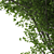 PolyTree: 5.2M Polys 3D model small image 2