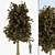 Sylvan Spruce: Two Majestic Pines 3D model small image 2