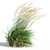 Graceful Feather Reed Grass 3D model small image 3