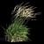 Graceful Feather Reed Grass 3D model small image 8