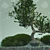 Elegant Bonsai Tree - Perfect for V-Ray! 3D model small image 4