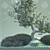 Elegant Bonsai Tree - Perfect for V-Ray! 3D model small image 5