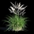 Miscanthus Sinensis: Ornamental Grass 3D model small image 5