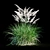 Miscanthus Sinensis: Ornamental Grass 3D model small image 10