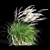 Elegant Wind-Swept Miscanthus 3D model small image 4