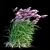 Ruby Red Maiden Grass: Majestic Beauty in the Breeze 3D model small image 9