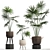 Exotic Houseplants Collection 3D model small image 1