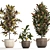 Exotic Collection: Croton Houseplants 3D model small image 2