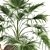 Exotic Palm Livistona: Houseplant Collection 3D model small image 5