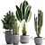 Exotic Plant Collection: Banana Palm, Ravenala, Dracaena, Cereus, Sansevieria 3D model small image 1