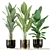  Lush Green Indoor Plants 3D model small image 2