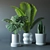 Tropical Greenery Trio in Ceramic 3D model small image 2