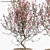  Blooming Beauty: Prunus persica 3D model small image 2