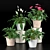 Duo Plant Happiness Set 3D model small image 1