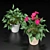 Duo Plant Happiness Set 3D model small image 2