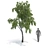 Birch Tree Model (2 Seasons) - Detailed 3D Model for Close-ups and Long Shots 3D model small image 3