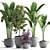 Exotic Houseplant Collection: Croton, Banana Palm, Ravenala, Cordyline 3D model small image 1