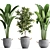 Exotic Houseplant Collection: Croton, Banana Palm, Ravenala, Cordyline 3D model small image 2