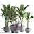 Exotic Houseplant Collection: Croton, Banana Palm, Ravenala, Cordyline 3D model small image 3