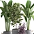 Exotic Houseplant Collection: Croton, Banana Palm, Ravenala, Cordyline 3D model small image 4