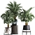 Exotic Palm Plant Collection 3D model small image 1