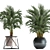 Exotic Palm Plant Collection 3D model small image 3