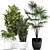 Exotic Plant Collection: Croton, Fan Palm, Coccothrinax & More! 3D model small image 1