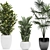 Exotic Plant Collection: Croton, Fan Palm, Coccothrinax & More! 3D model small image 2