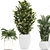 Exotic Plant Collection: Croton, Fan Palm, Coccothrinax & More! 3D model small image 4