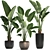 Exotic Houseplant Collection: Banana Palm & Ravenala 3D model small image 1