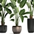 Exotic Houseplant Collection: Banana Palm & Ravenala 3D model small image 2