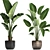 Exotic Houseplant Collection: Banana Palm & Ravenala 3D model small image 3