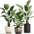 Exotic Houseplants Collection 3D model small image 1