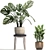 Exotic Houseplant Collection 3D model small image 2