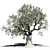  Grown to Perfection: Europa Olea Olive Tree 3D model small image 1