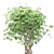 Golden Capella - Elegant Schefflera Tree 3D model small image 5