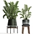 Exotic Houseplant Collection: Zamioculcas & Caladium in Pots 3D model small image 1