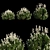 Spiraea Alba Tree: Life-like 3D Model 3D model small image 1