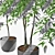 Triple Ficus Benjamin Trio in Pots 3D model small image 4