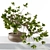 Miniature Broadleaf Bonsai 3D model small image 2