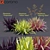 Exquisite Phormium Collection 3D model small image 1