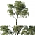 Eucalyptus Saligna 01 - 2014 Design 3D model small image 1