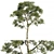 Elegant Eucalyptus Saligna Tree 3D model small image 1