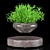 Levitating Plant Collection: Hamedorea, Carmona, Selaginella 3D model small image 4