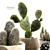 Succulent Sensations: Cactus Collection 3D model small image 2