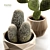 Succulent Sensations: Cactus Collection 3D model small image 3
