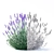 Narrow-Leaved Lavender Plant | Lavandula angustifolia 3D model small image 2