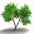 Elegant American Elm Tree 3D model small image 1