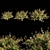 Graceful Abelia x grandiflora Shrub 3D model small image 1